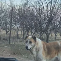 سگ سرابی