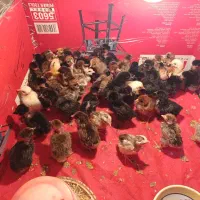 جوجه محلی یک هفته ای