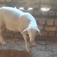 بره نر لاکن 50 درصد(لاروف)