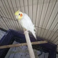 عروس هلندی