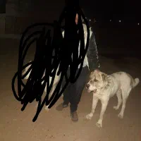 ۶ماه دل|سگ|نیشابور, دارایی|دیوار