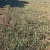 زمین باغی