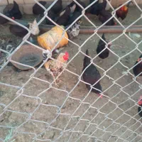 تخم مرغ نطفه دار  گلین و بلک استار اصلاح نژاد