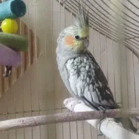 جفت عروس فول اهلی