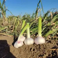 سیرپاک شده