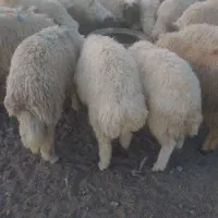 بره یاگوسفندقصابی رایگان