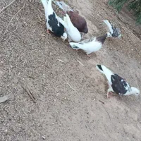 کبوتر