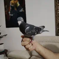 کبوتر سبز آلمانی قد بلند
