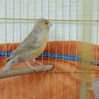 قناری ماده