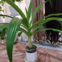 فروش چند عدد درخت زیبا