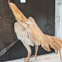 جوجه لاری برزیلی
