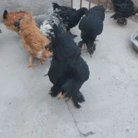 جوجه های برهما و گردن لخت