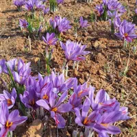 زعفران|خوردنی و آشامیدنی|شیراز, هفت تنان|دیوار