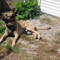 مالینویز نر ۲.۵ ساله بالغ