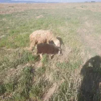 میش بردار
