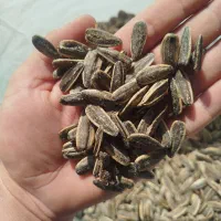 تخمه بساطی