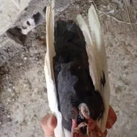 دمبی