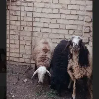 بره  جوان مناسب کشتار و پروار