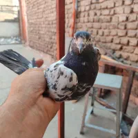 کبوتر کفتر گرفتنی