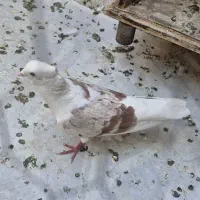 کبوتر کفتر