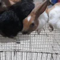 بچه خرگوش