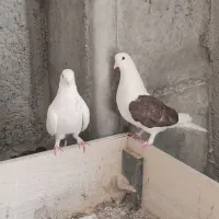 کبوتر کفتر