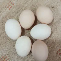 مرغ جوجه کردی