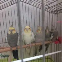 عروس هلندی