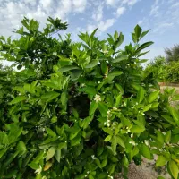 باغ تمیز ارزون کف قیمت