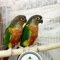 جفت یلو ساید سوپر رد