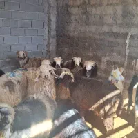 گوسفند زنده