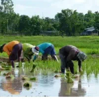کارگر برای نشاندن چلتوک میخوام