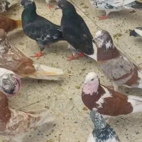 کفتر نرماده