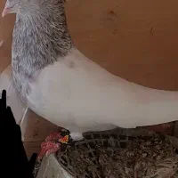 کله ای