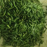 بطری