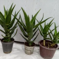 گل و گیاه