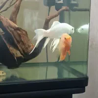 کوی پلاتینیوم باله بلند