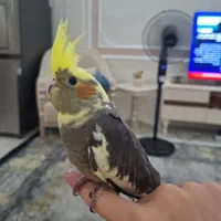 عروس هلندی ابلغ لوتینو ماده