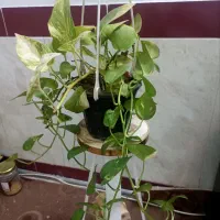 چند مدل پتوس ترکیبی
