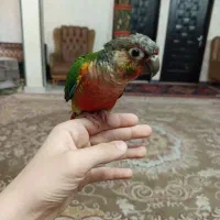 گرینچیک   فول رد