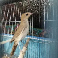 سهره قناری نر