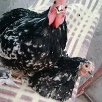 مرغ و خروس کوشین