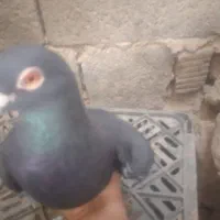 کبوتر پلاکی