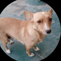 واگذاری رایگان سگ نژاد دار