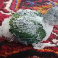 جوجه شاه طوطی