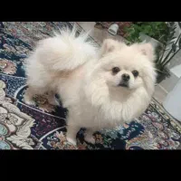 سگ پامر|سگ|یزد, |دیوار