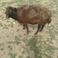 گوسفند نر قرمزفقت مال گوسفند