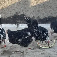 مرغ گلین خال سوزنی