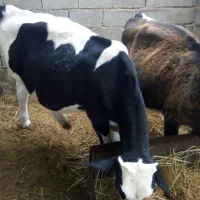 گاو،گوساله