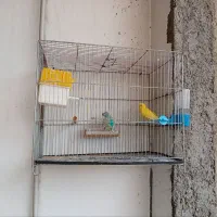 مرغ عشق